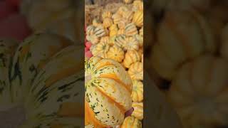 Various types of squash and pumkins [upl. by Schwerin]