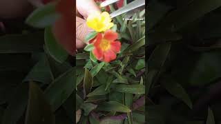 cross pollination purslane flowers 💛🧡shortvideo garden [upl. by Colley]