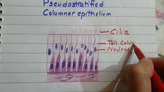 pseudostratified columnar ciliated epithelium histo diagram made easy [upl. by Map]