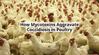 How Mycotoxins Aggravate Coccidiosis in Poultry [upl. by Stead41]