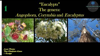 Eucalypt Theory  The Eucalypts  19Aug2024 [upl. by Lanod]