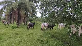 pastoreo y engorda de becerros en 6 meses en la finca de hoy [upl. by Avenej]