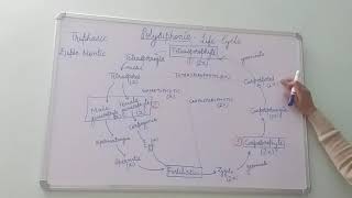 Polysiphonia Life Cycle BSc Part I Dr Vinod Kumari [upl. by Ongun]