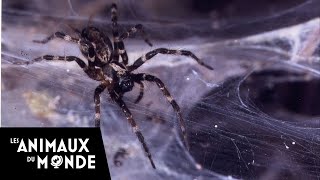 Les secrets de la jungle dAfrique  les araignées [upl. by Selina]