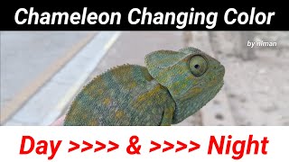 Chameleon Changing Color Day and Night [upl. by Bullis]