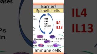 shorts Inflammatory loops of chronic dermatosis [upl. by Nevetse]