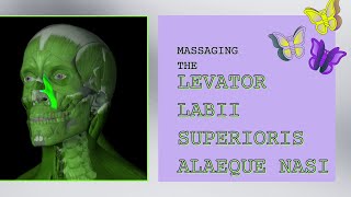 Massaging the Levator Labii Superioris Alaeque Nasi [upl. by Ressan]