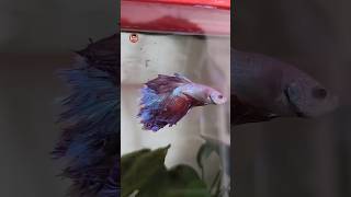 BETTA HALFMOON TROPICAL GRANULE aqualabtr tropical bozkarpet yem [upl. by Munafo]