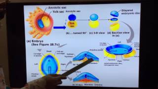 General Embryology  Part III 3rd and 4th week of development by Dr Vijaya [upl. by Troth686]