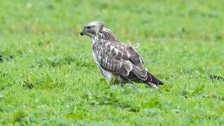 Common buzzard Buteo buteo [upl. by Elehcim833]