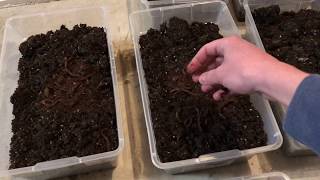 DIY  Compost Worms Totes for Fishing Bait [upl. by Anir]