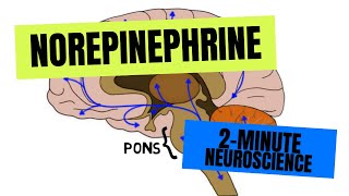 2Minute Neuroscience Norepinephrine [upl. by Tham642]