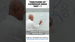 Tributaries Of Cavernous Sinus Part 01 drnajeeb drnajeeblectures shortvideo youtubeshorts [upl. by Debra]