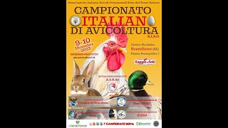 CAMPIONATI ITALIANI DI AVICOLTURA AIAO  SCANDIANO 2023 [upl. by Ssew632]