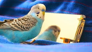 Budgie Sounds  Parakeet Sounds [upl. by Gnuj906]