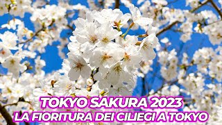 LA FIORITURA DEI CILIEGI A TOKYO  HANAMI 2023 [upl. by Drarig1]