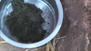 Treatment for Mastitis in Cattle [upl. by Mannos]