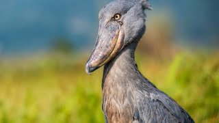 Ai Facts about the Shoebill Bird [upl. by Duwalt]