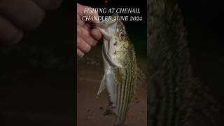 Fishing in Chandler Gaspésie  June 2024 fishing strippedbass chandler teammontrealmetal [upl. by Noteek]