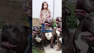 Elle laisse sa fille seule avec 6 pitbulls 😳histoire chien animaux shorts [upl. by Moshell]