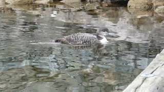 Common Loon swimming close to the shore of Okanagan Lake [upl. by Berhley]