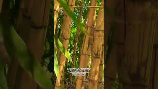 Bambusa Yellow vulgaris 5year bamboo 7002 791 693 [upl. by Isbel730]