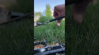 GROWING RTF Grass Plugs  Lateral Spreading Fescue [upl. by Latsyrk]