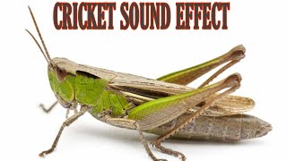 Cricket Sound Effect [upl. by Lorola146]