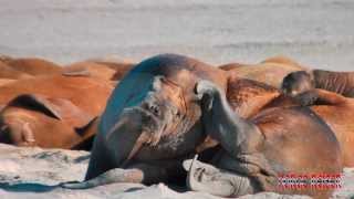 Walruses on Seven Islands Svalbard [upl. by Vicki]