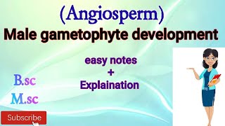 Male Gametophyte development in Angiosperm Notes on Development of Male Gametophyte notes [upl. by Esaj]