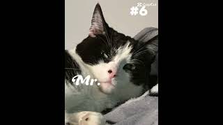 Top 10 goodie woobies foryou trending cat [upl. by Anceline]