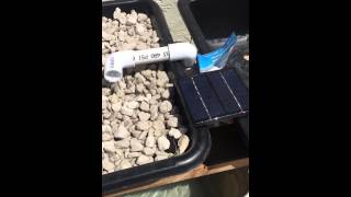 First aquaponics system Harbor freight 7w solar panel fountain pump and growstone media [upl. by Adnomal243]