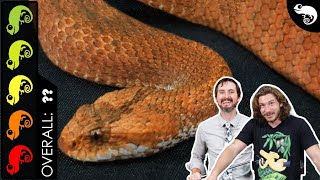 Death Adder The Best Pet Snake [upl. by Erdnaed]