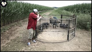 How Do Canadian Farmers Trap Millions of Wild Boars with JAGER PRO™ Traps [upl. by Natsirt]