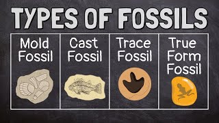 How a fossil is formed sequencing activity free PDF download [upl. by Marjy]