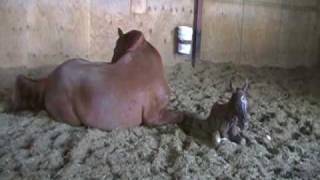 A Beautiful Birth of a Foal [upl. by Layman]