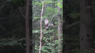 Barred Owl screech [upl. by Runstadler]