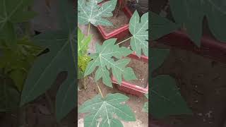 My garden view viralvideo shorts 🥰🥰❤️❤️🥰 [upl. by Kcolttam]