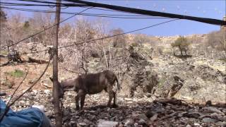 Darband the river cafes and restaurants Tajrish Shemiran Tehran [upl. by Mauri]