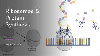 AHS 120 Ch 155  Ribosomes amp Protein Synthesis [upl. by Seely]