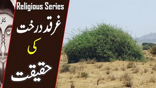 Reality of GHARQAD Tree  The Tree of Jews  Why Israel Planting millions of boxthorn Tree  TIN [upl. by Yanaj]