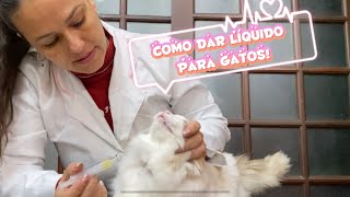 Como dar remédiomedicamento líquido para gatos  nível fácil e médio 💉 💦  😸 [upl. by Leonelle]