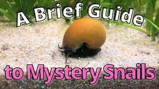 A Brief Guide to Mystery Snails [upl. by Dusa]