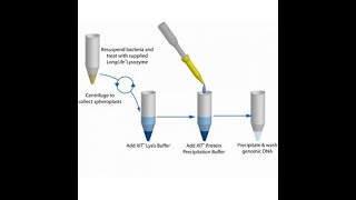 DNA Extraction Protocol from bacteria Practical Video Guide [upl. by Norine]