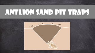 Antlion Sand Pit Traps  Entomology [upl. by Elberta391]