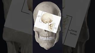 SKULL  Part 3 Facial Bones  Dr Tom science biology skeleton education [upl. by Geraint]