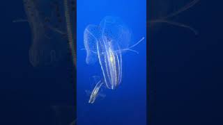 Jellyfish Bioluminescence 2 Monterey Bay Aquarium [upl. by Stickney]