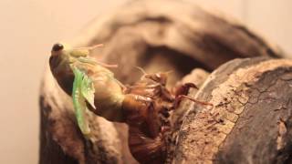 Cicada Metamorphosis Timelapse [upl. by Daron]