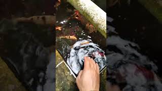 Hand feeding koi koi koifish kolamkoi handfeeding koiindonesia koipond shorts ikankoi [upl. by Hulda138]