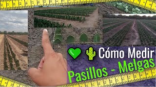 💚🌵CUÁNTO miden Melgas y Pasillos  Cómo sembrar NOPAL [upl. by Robins364]